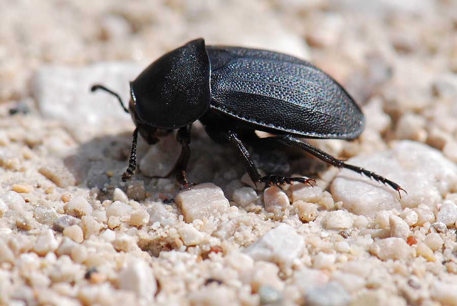 Silphidae da identificare